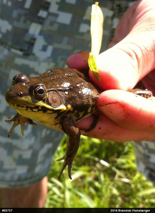 Green Frog