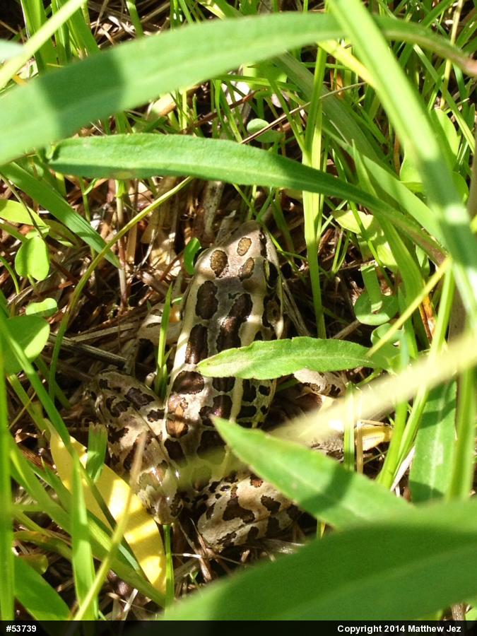 Pickerel Frog