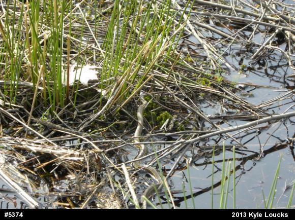 Eastern Gartersnake