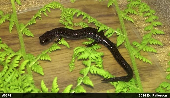 Valley And Ridge Salamander