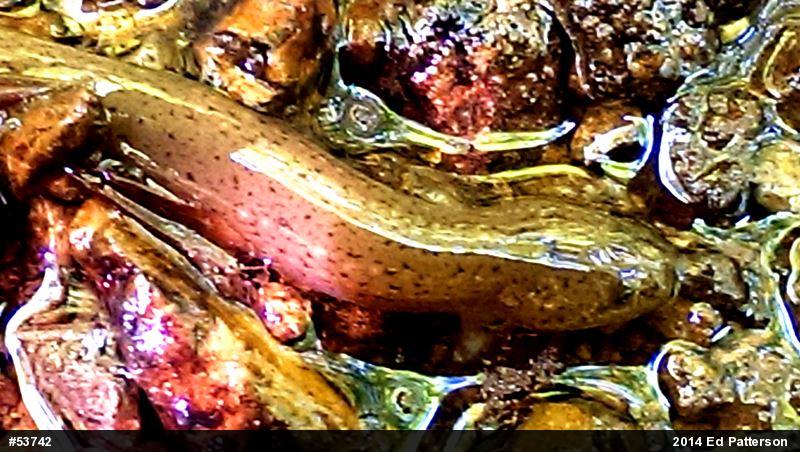 Northern Red Salamander