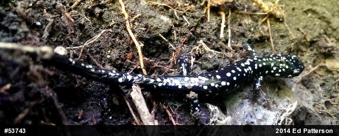 Northern Slimy Salamander