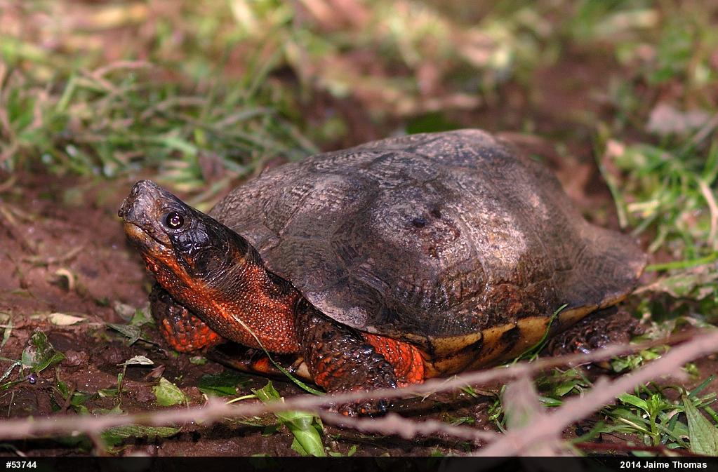 Wood Turtle