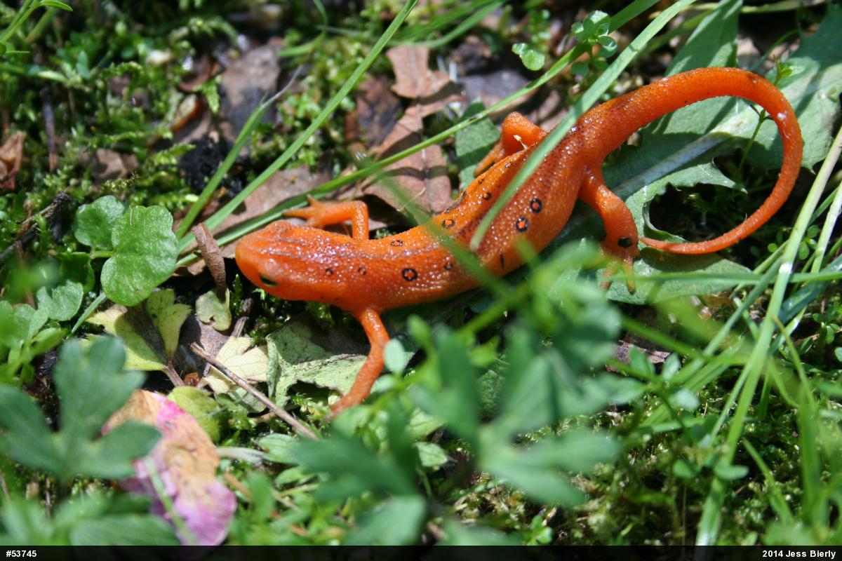 Red-spotted Newt