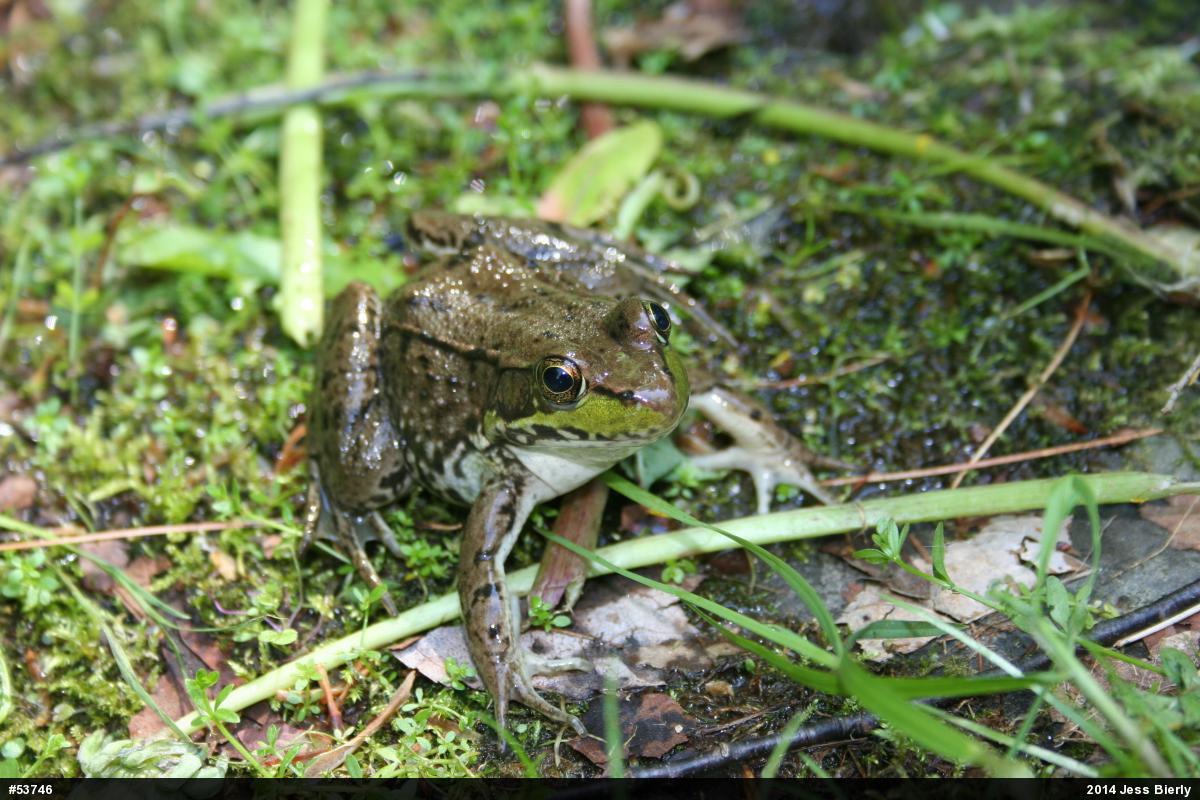 Green Frog
