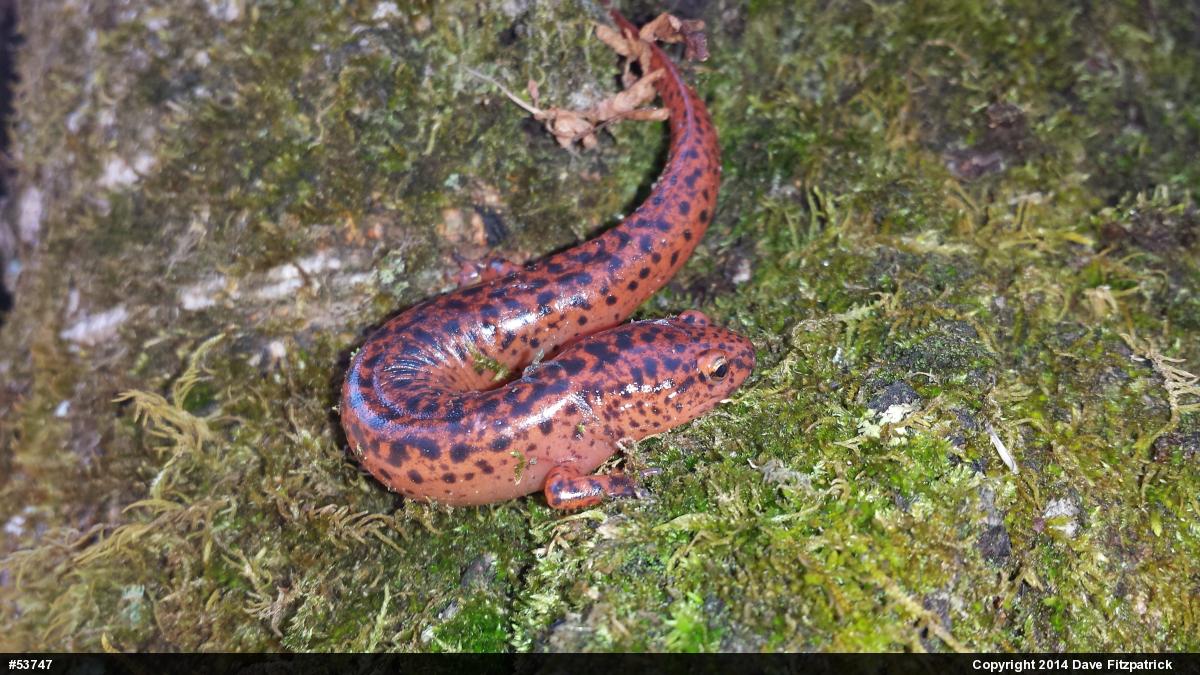 Northern Red Salamander