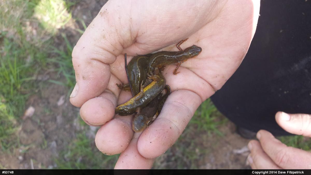 Red-spotted Newt