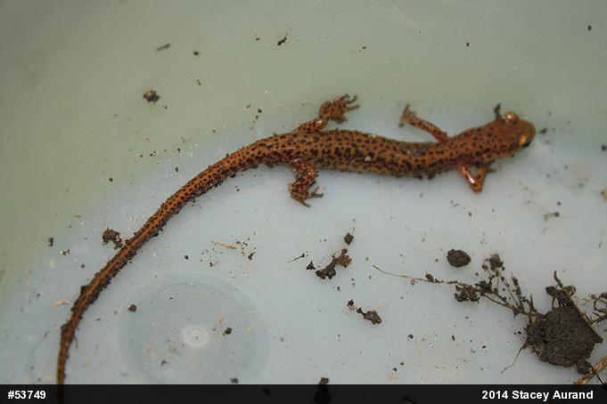 Eastern Long-tailed Salamander