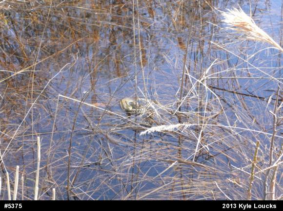 Eastern Gartersnake