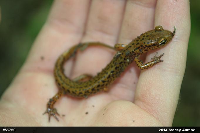 Eastern Long-tailed Salamander