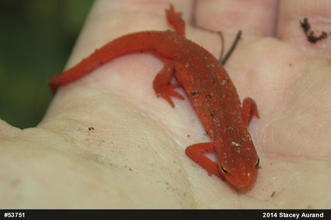 Red-spotted Newt