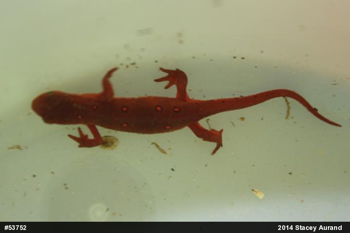 Red-spotted Newt