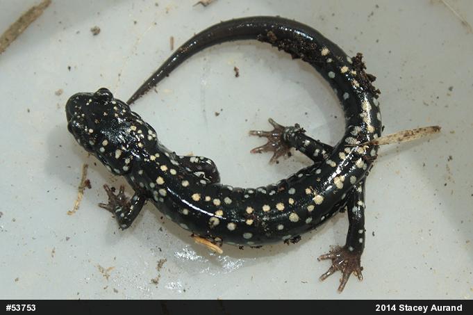 Northern Slimy Salamander