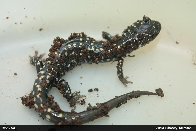 Northern Slimy Salamander