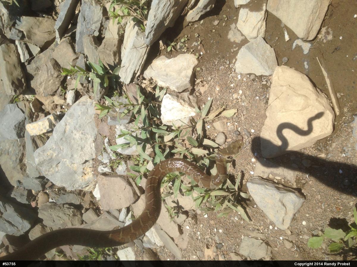 Northern Watersnake