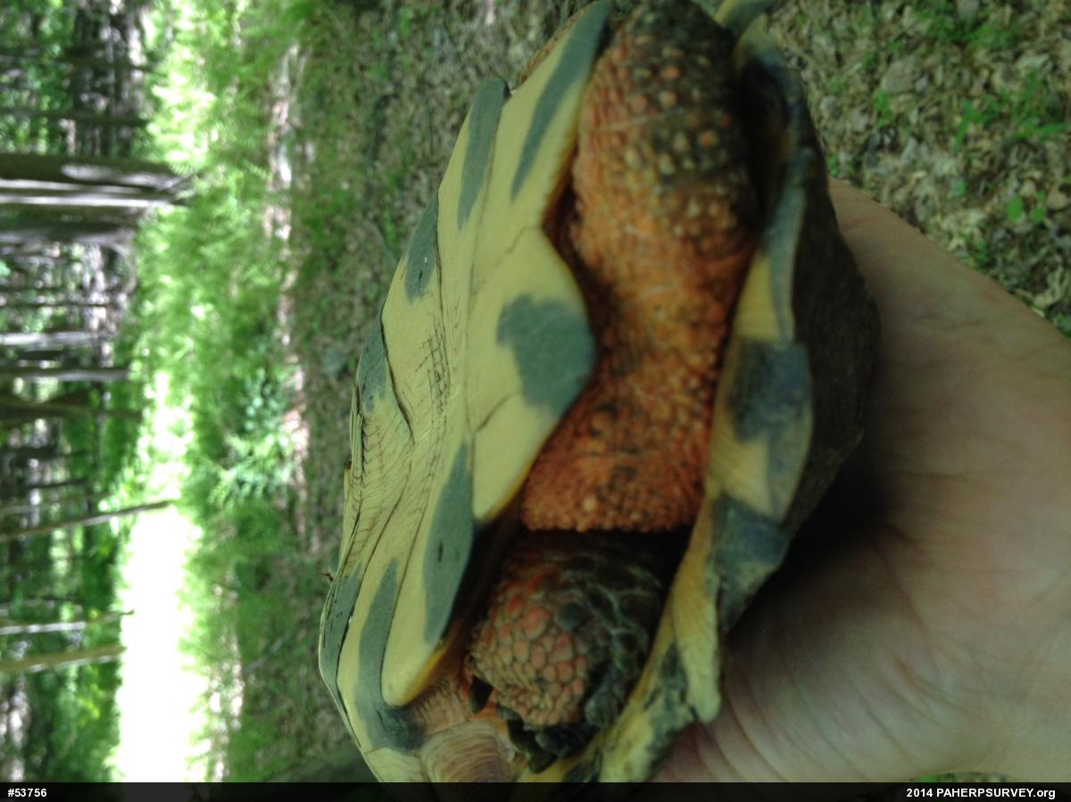 Wood Turtle