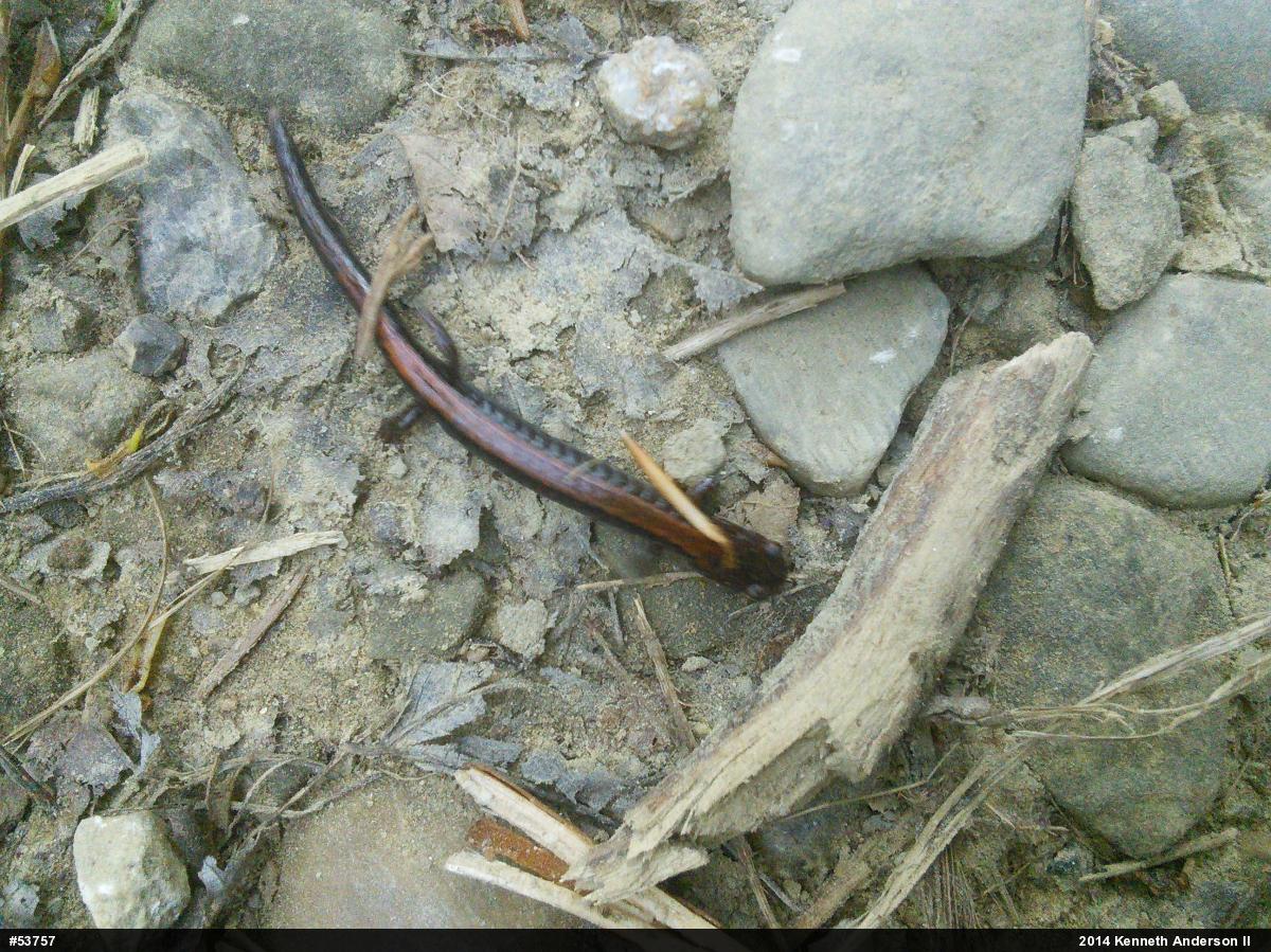 Eastern Red-backed  Salamander