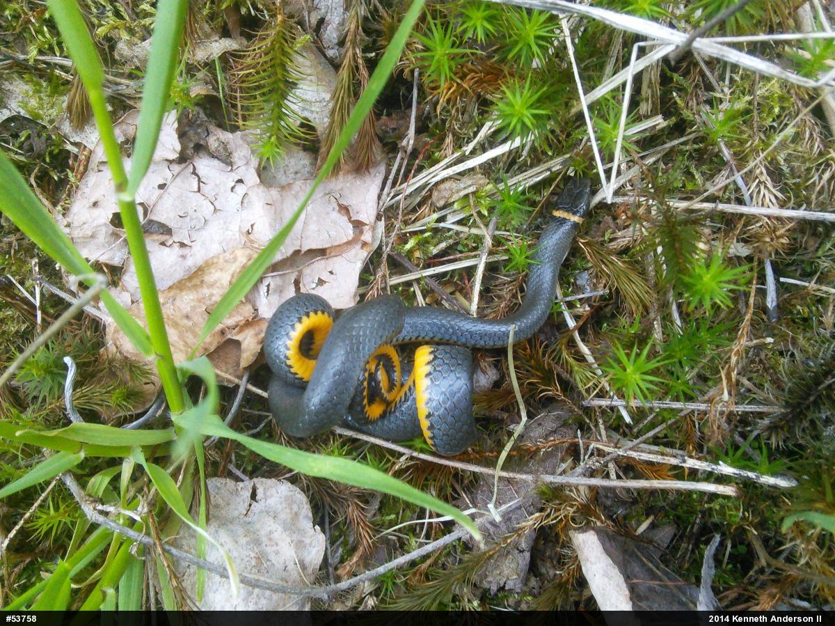 Northern Ring-necked Snake