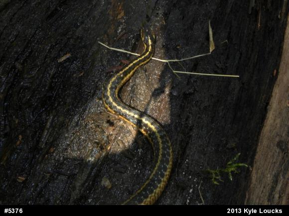 Eastern Gartersnake