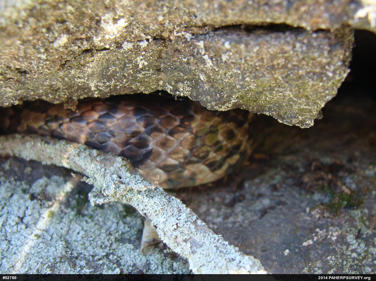 Eastern Milksnake