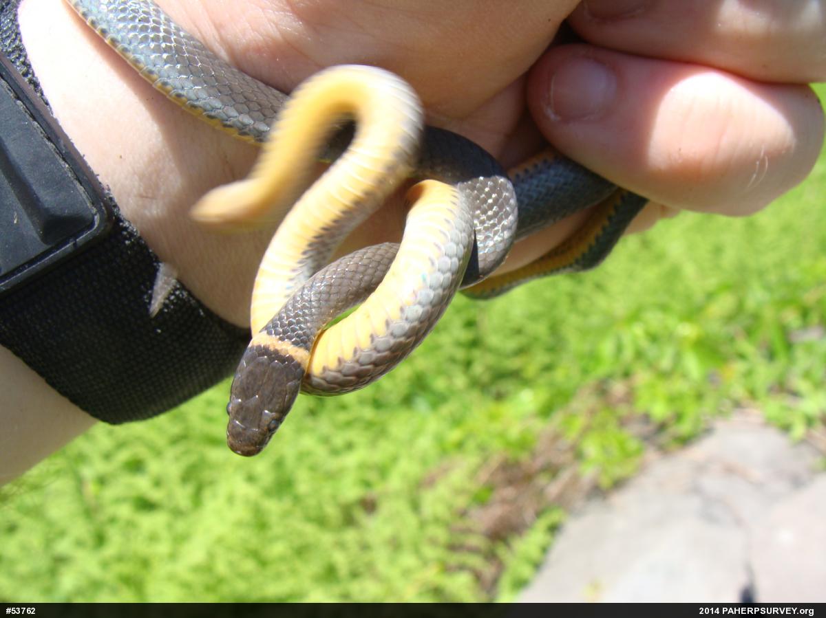 Northern Ring-necked Snake