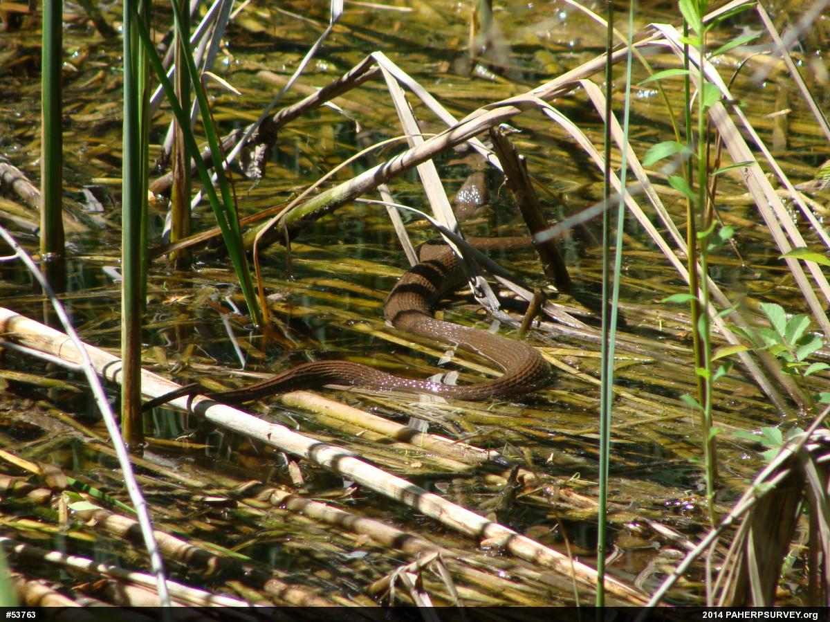 Northern Watersnake