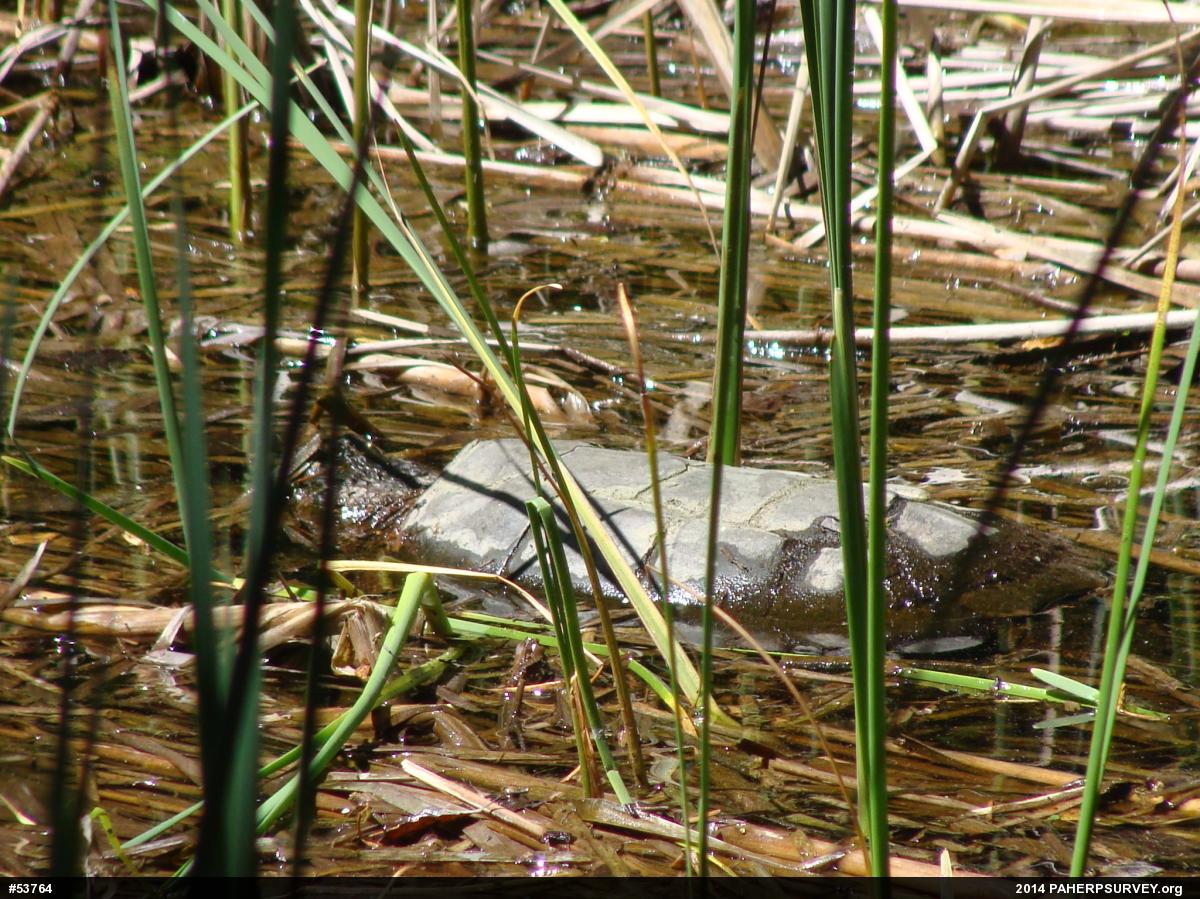 Snapping Turtle
