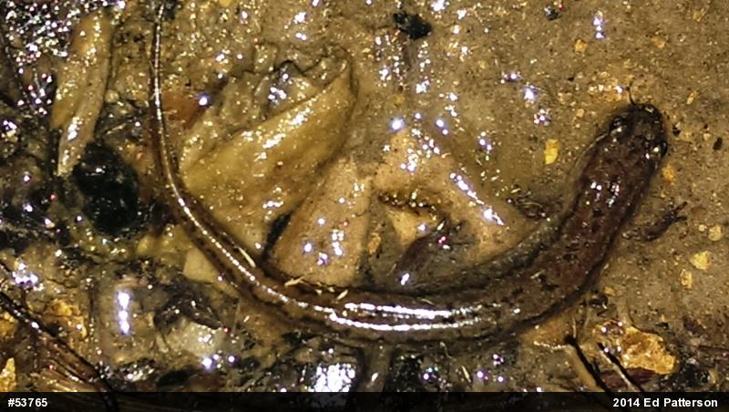 Northern Dusky Salamander