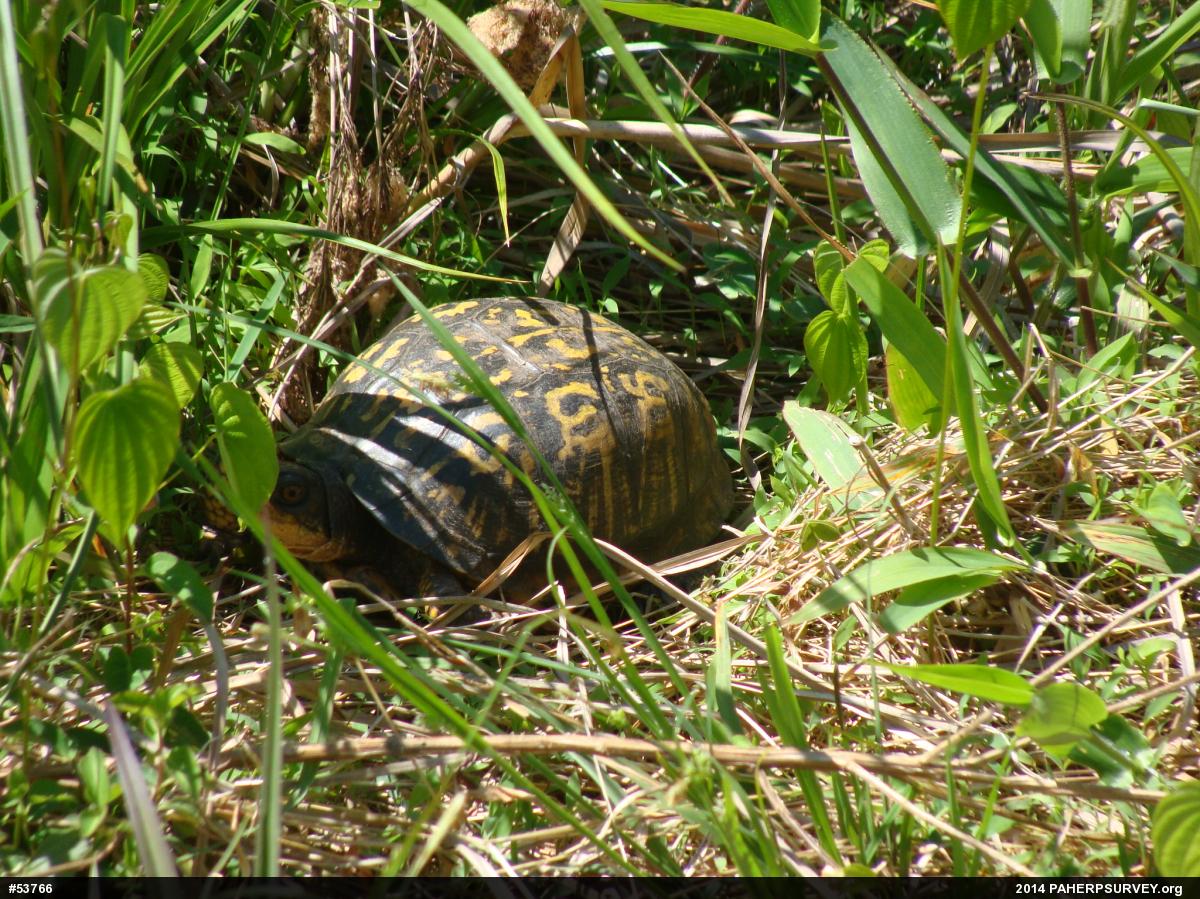 Eastern Box Turtle