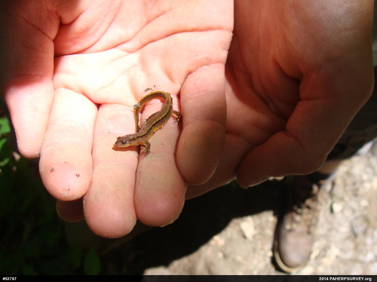 Northern Two-lined Salamander