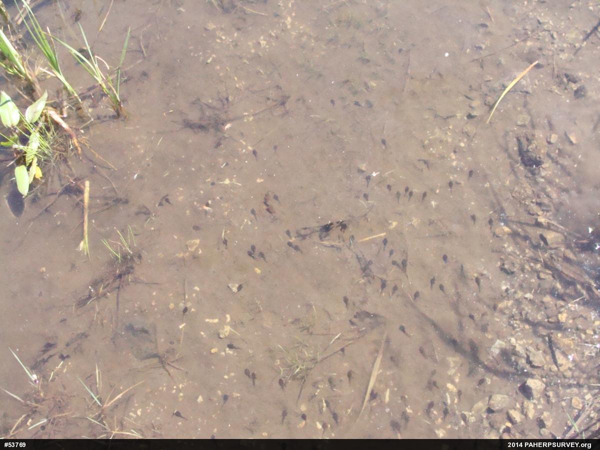 True Toads