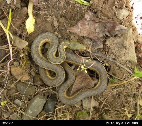 Eastern Gartersnake