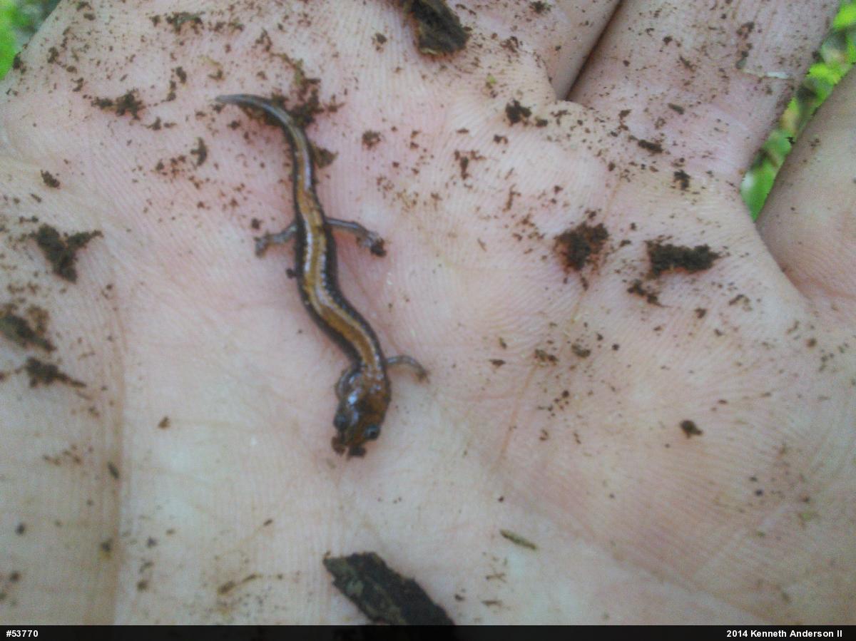 Eastern Red-backed  Salamander