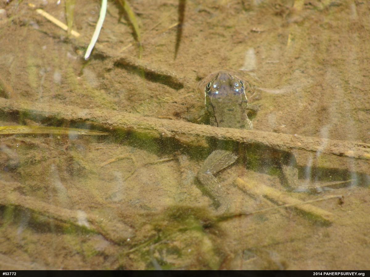 Green Frog