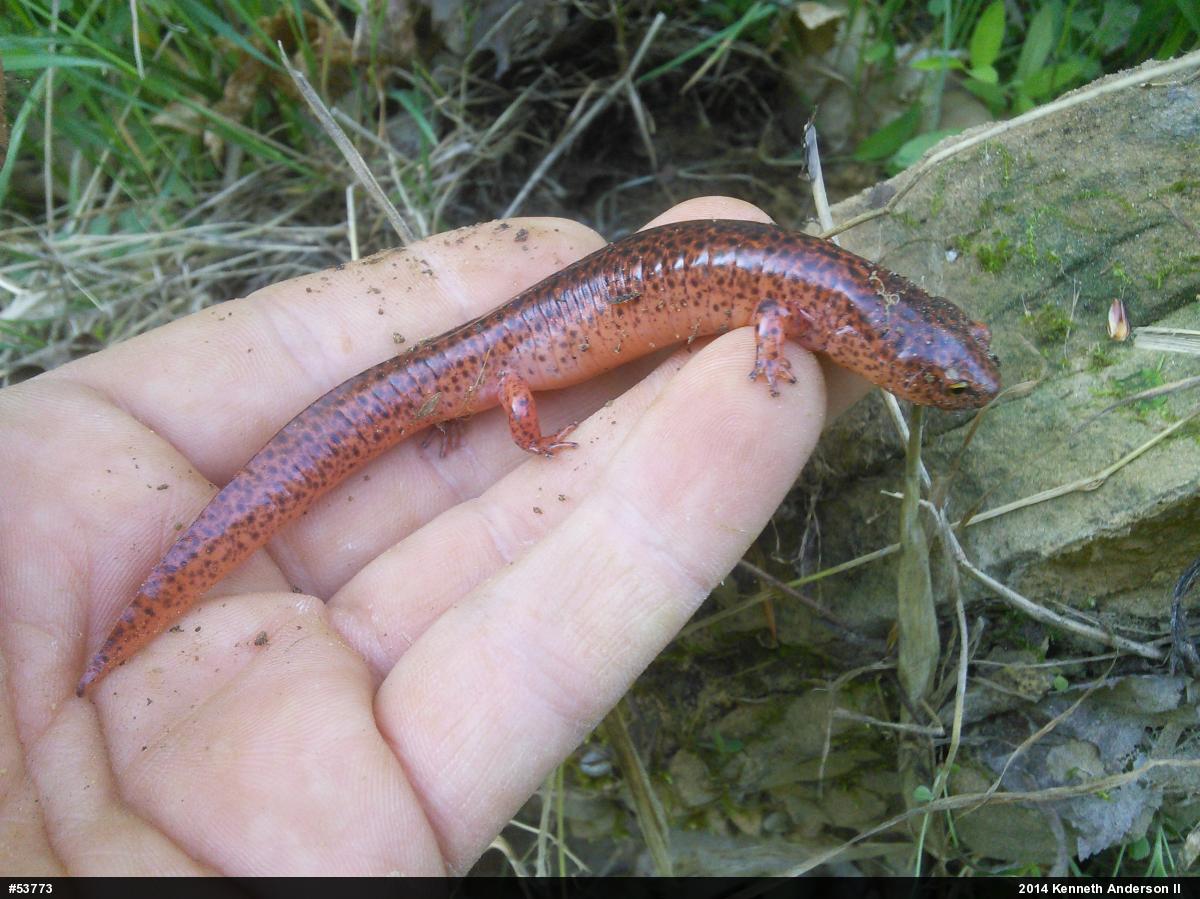 Northern Red Salamander