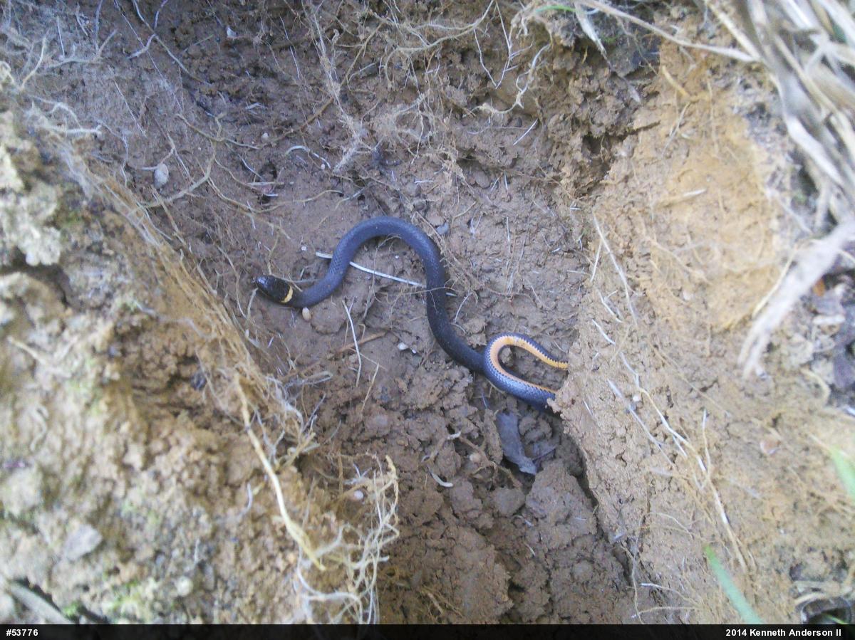 Northern Ring-necked Snake