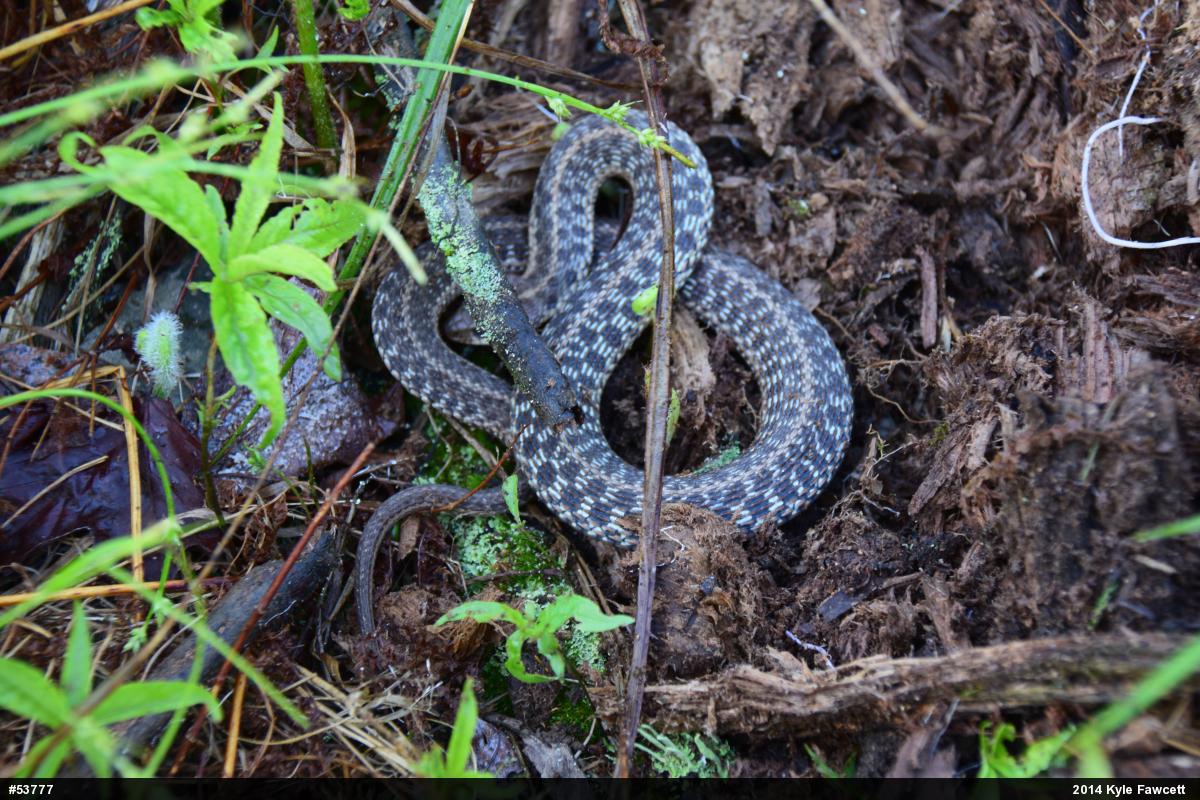 Eastern Gartersnake
