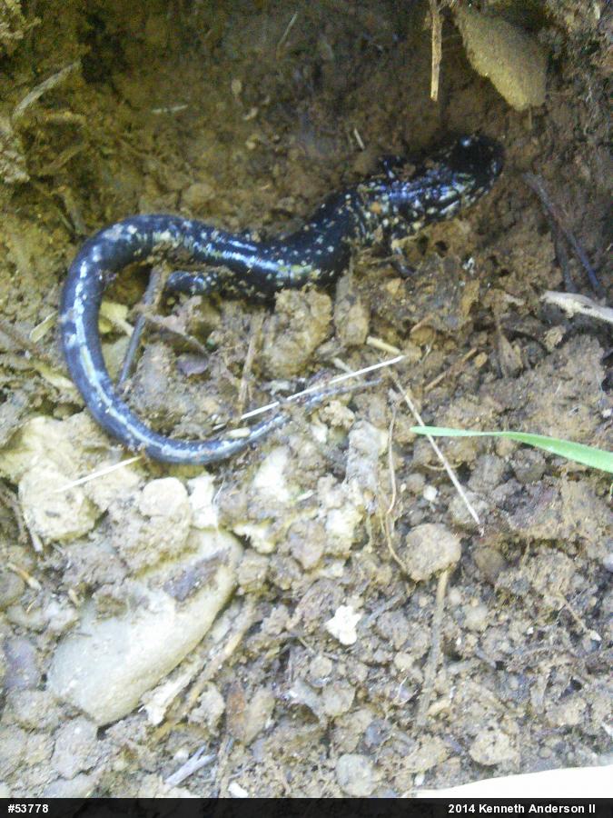 Northern Slimy Salamander