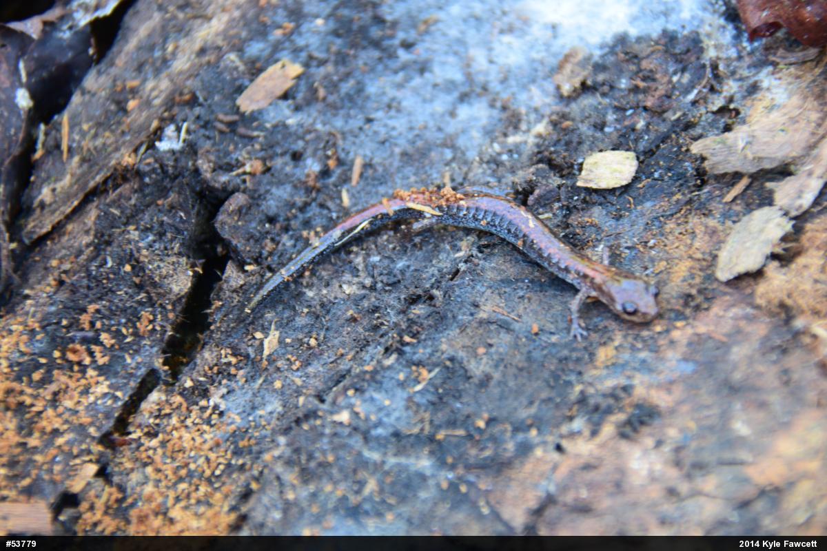 Eastern Red-backed  Salamander