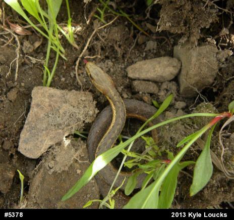 Eastern Gartersnake