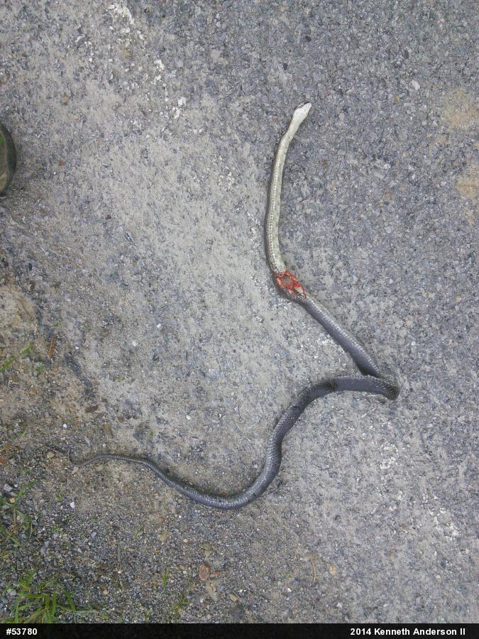 Eastern Ratsnake