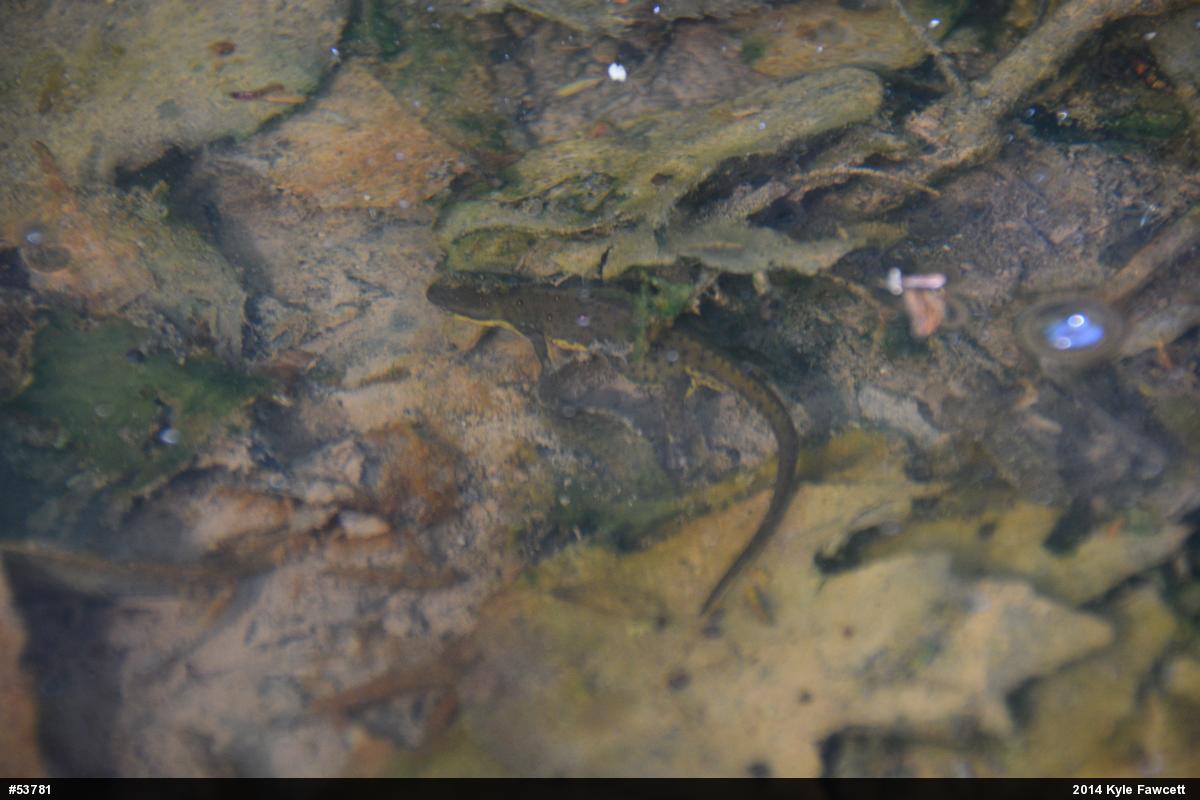 Red-spotted Newt