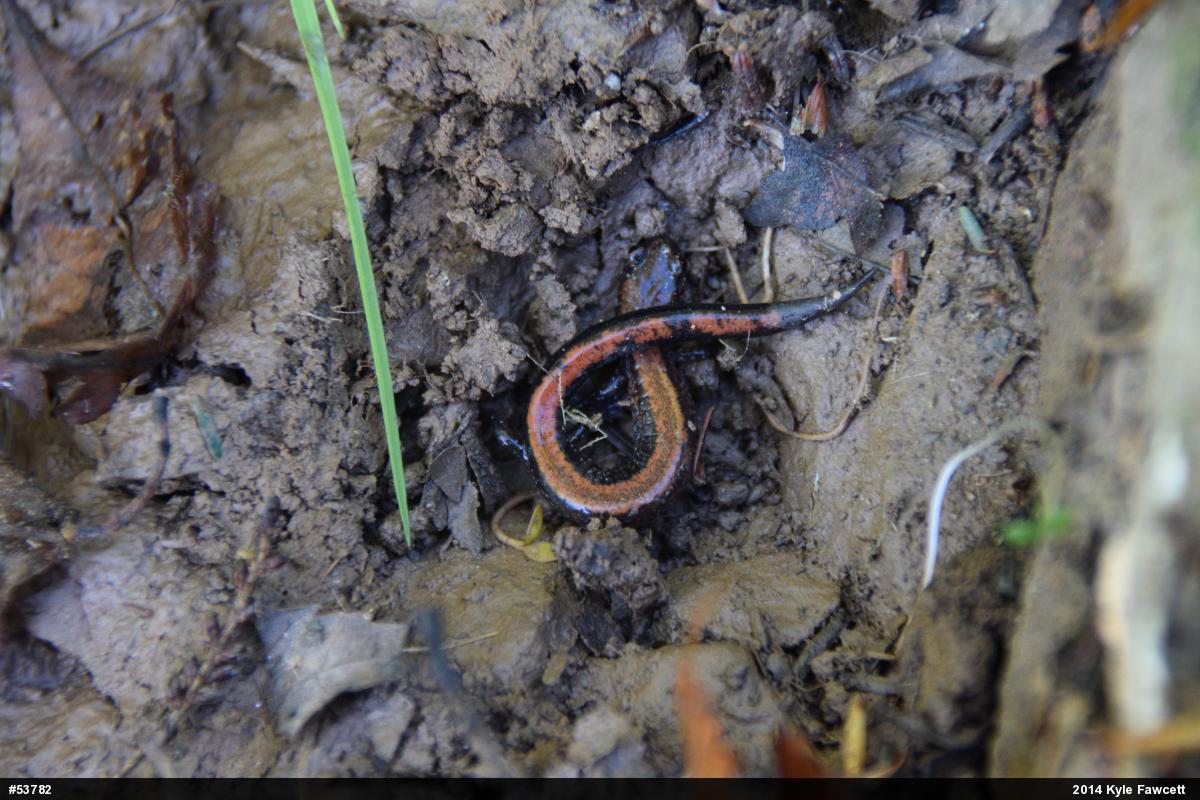 Eastern Red-backed  Salamander