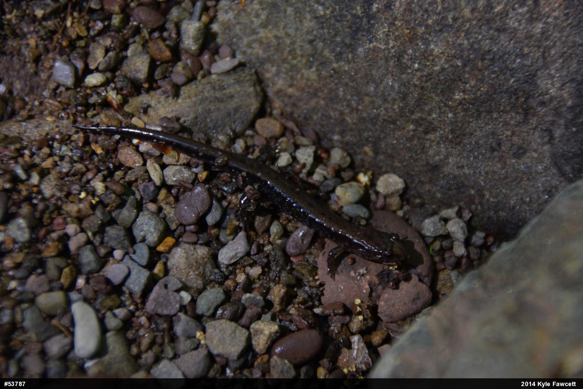 Allegheny Mountain Dusky Salamander