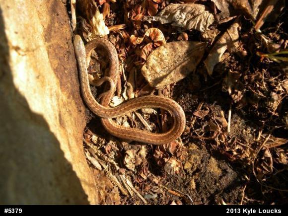 Eastern Gartersnake