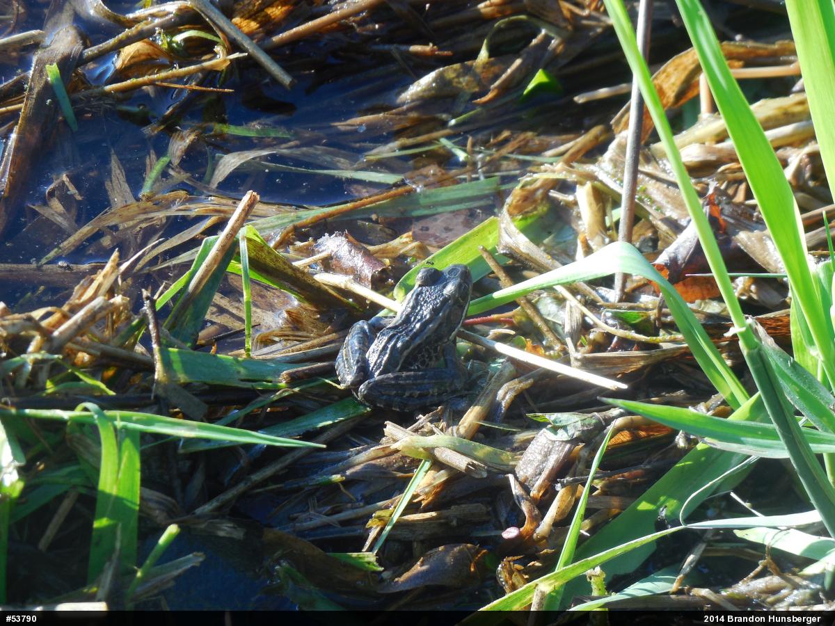 Pickerel Frog
