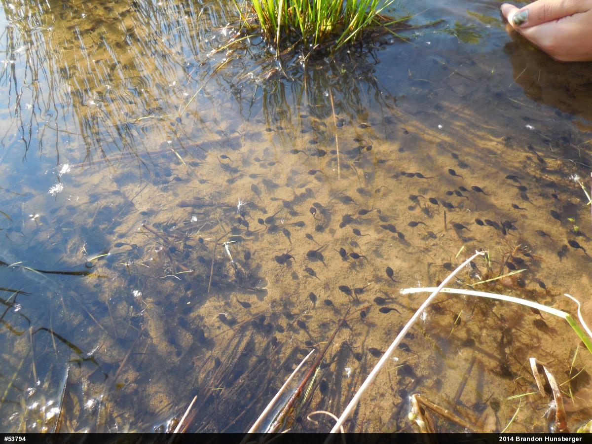 Eastern American Toad