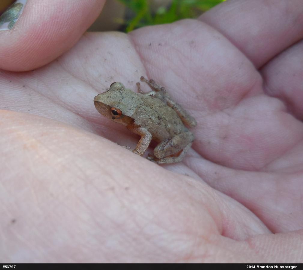 Spring Peeper