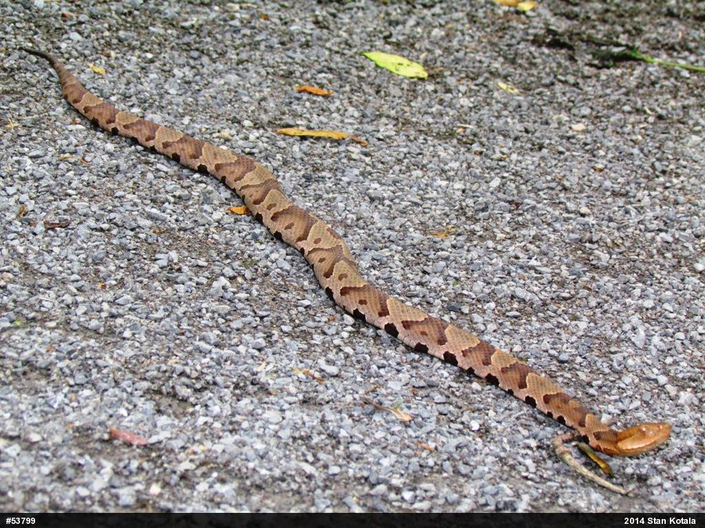 Northern Copperhead