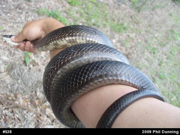 Eastern Ratsnake